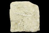 Plate of Archimedes Screw Bryozoan Fossils - Alabama #178249-1